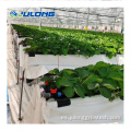 Sistema de cultivo de soiless de invernadero agrícola en venta